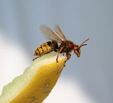 Comment lutter naturellement contre les guêpes ?