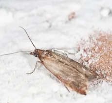 Comment se débarrasser des mites ?