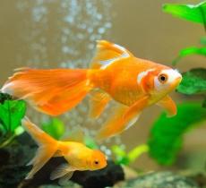 Comment nettoyer son aquarium ?