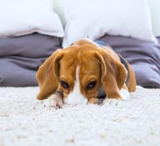 Comment éliminer les odeurs de chien dans sa maison ?