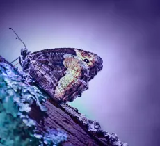 Cinq astuces pour lutter contre les papillons de nuit