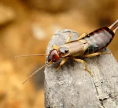 Comment lutter contre les perce-oreilles dans le jardin ? - La Belle Adresse