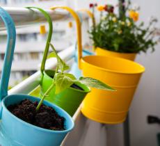 Quelles plantes choisir pour son balcon l’hiver?