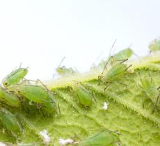 Comment créer un anti-mouche efficace ? - Blog Linnea, linge de