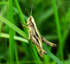 Cinq astuces pour lutter contre les sauterelles