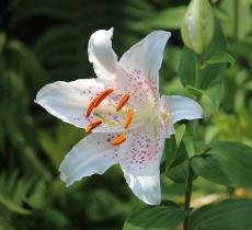 Comment enlever une tache de pollen ou de fleur ?