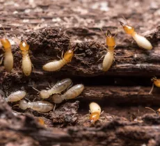 Comment traiter les termites chez soi ? nos 4 solutions.