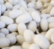 Quels sont les différents types de soie ?